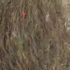 Rowan Tweed Haze